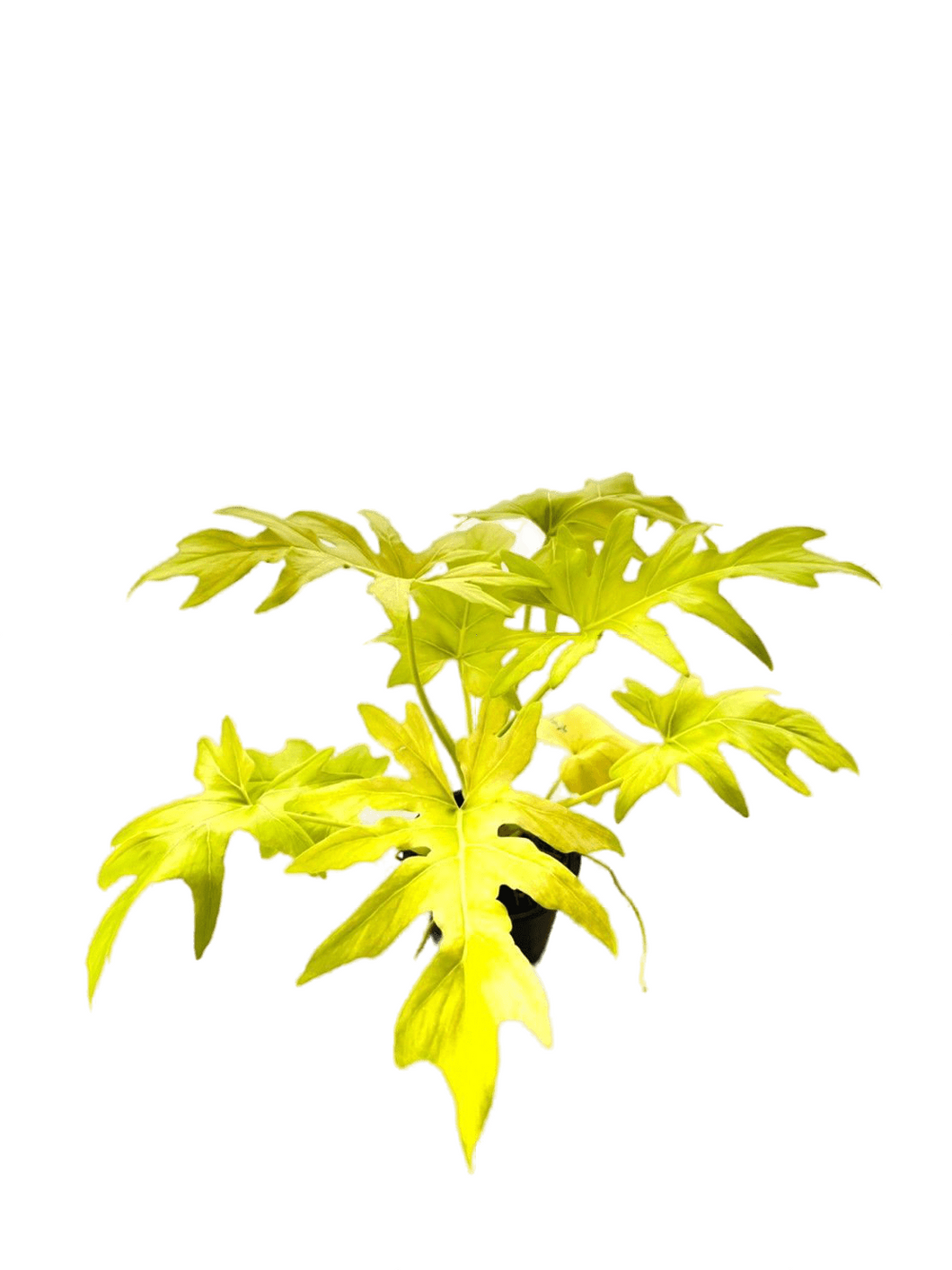 Philodendron warscewiczii gold