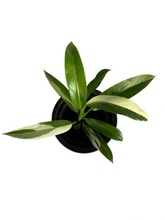 Load image into Gallery viewer, Philodendron wend imbe variegated
