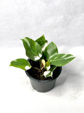 Load image into Gallery viewer, Philodendron white knight marble variegated
