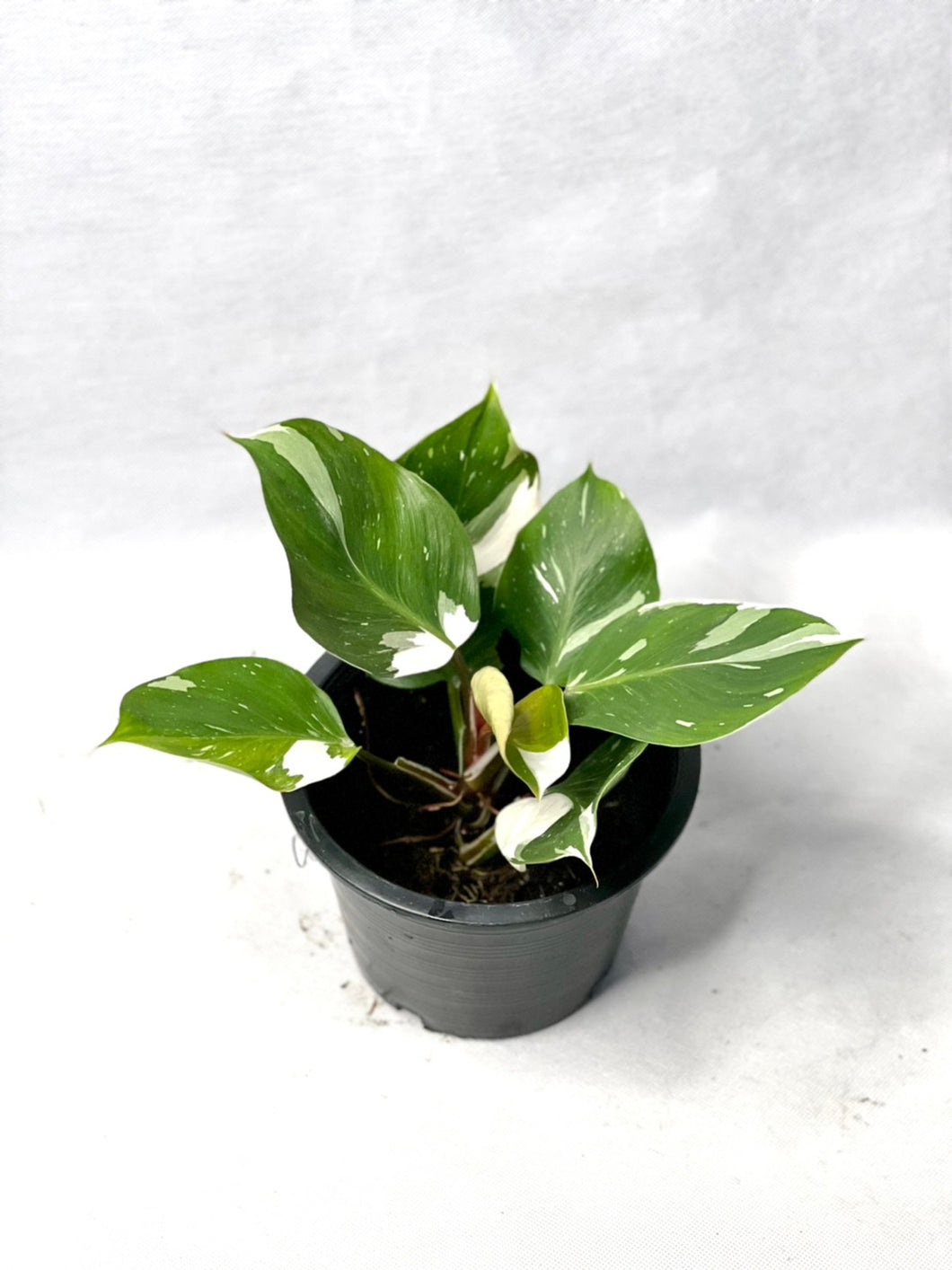 Philodendron white knight marble variegated