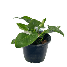 Load image into Gallery viewer, Philodendron white princess

