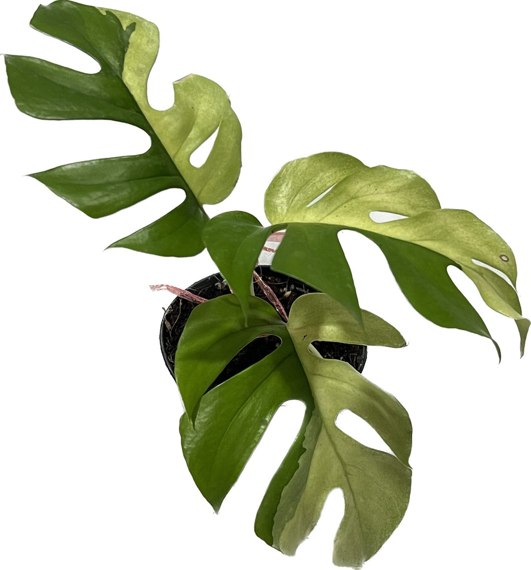 Rhaphidophora tetrasperma albo variegated
