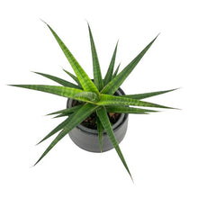 Load image into Gallery viewer, Sansevieria spp no10
