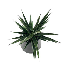 Load image into Gallery viewer, Sansevieria spp no11
