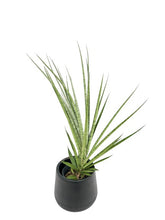 Load image into Gallery viewer, Sansevieria spp no12
