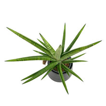 Load image into Gallery viewer, Sansevieria spp no13

