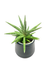 Load image into Gallery viewer, Sansevieria spp no14
