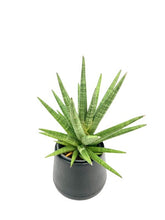 Load image into Gallery viewer, Sansevieria spp no15
