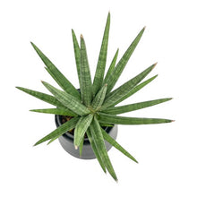 Load image into Gallery viewer, Sansevieria spp no15

