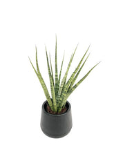 Load image into Gallery viewer, Sansevieria spp no16
