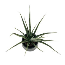 Load image into Gallery viewer, Sansevieria spp no16
