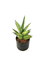 Load image into Gallery viewer, Sansevieria spp no17
