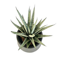 Load image into Gallery viewer, Sansevieria spp no18
