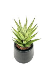 Load image into Gallery viewer, Sansevieria spp no1

