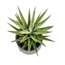 Load image into Gallery viewer, Sansevieria spp no1
