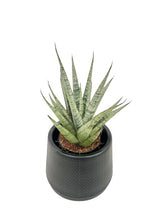 Load image into Gallery viewer, Sansevieria spp no2
