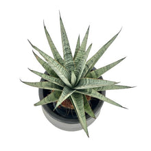 Load image into Gallery viewer, Sansevieria spp no2
