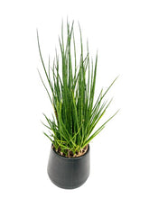 Load image into Gallery viewer, Sansevieria spp no3
