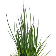 Load image into Gallery viewer, Sansevieria spp no3
