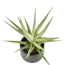 Load image into Gallery viewer, Sansevieria spp no4
