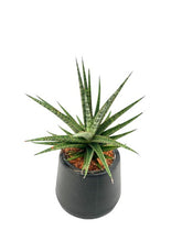 Load image into Gallery viewer, Sansevieria spp no5
