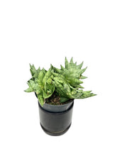 Load image into Gallery viewer, Sansevieria spp no6
