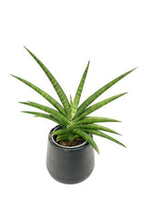 Load image into Gallery viewer, Sansevieria spp no7
