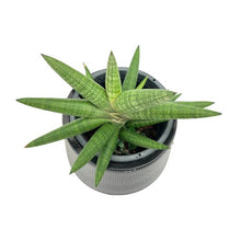 Load image into Gallery viewer, Sansevieria spp no8
