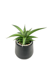 Load image into Gallery viewer, Sansevieria spp no9

