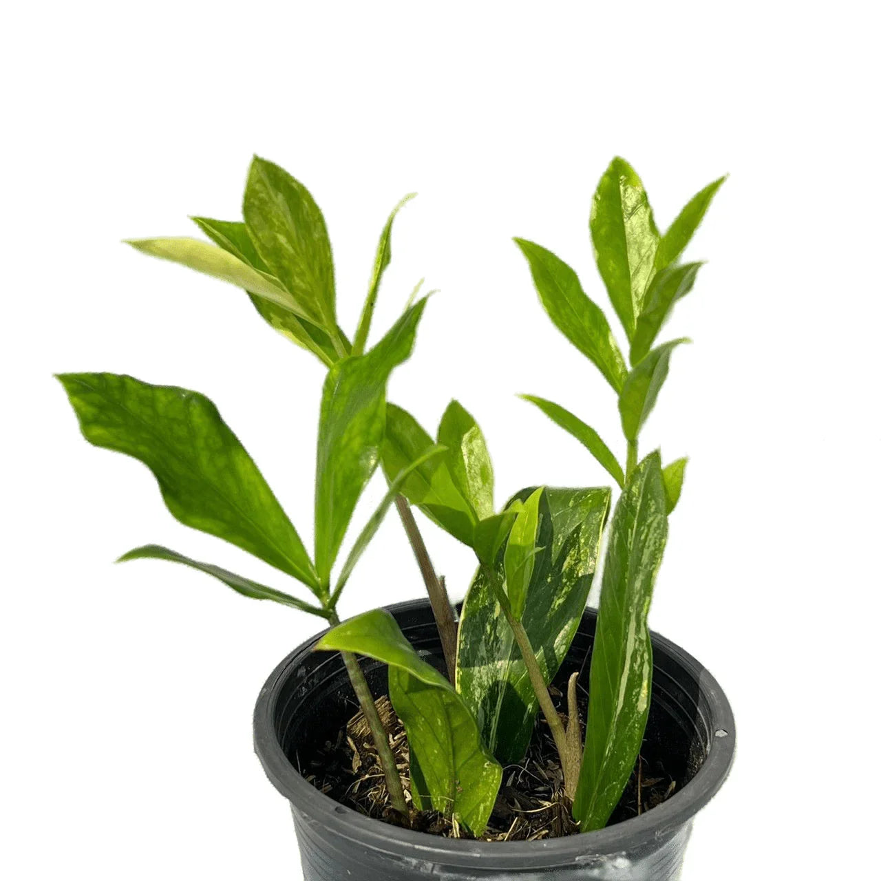 Zamioculcas zamiifolia variegated – TEG | Rare ZZ Plant – Thai